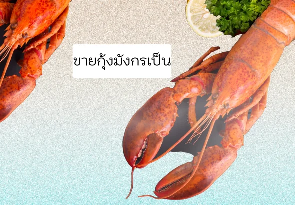 ขายกุ้งมังกรเป็น